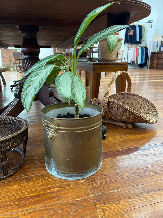 Hammered Brass Mask-Handle Planter Bucket – 10″ Round Vintage Cachepot