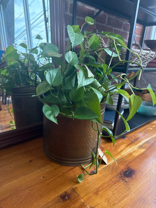 Vintage Hammered Brass Planter – Crown Jewel Round Cachepot, 10.5″ × 10″