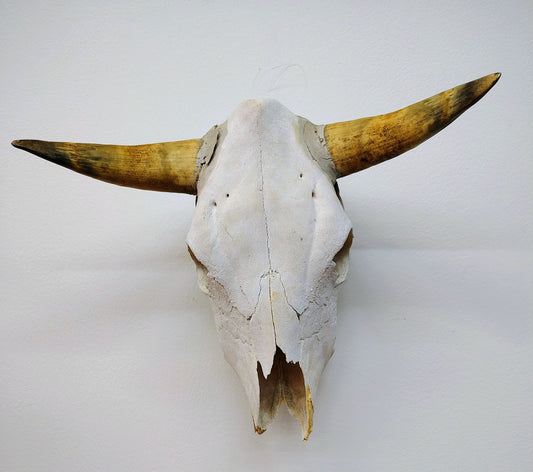 Vintage Longhorn Steer Skull Wall Mount – Natural Bone Decor (20" x 16")