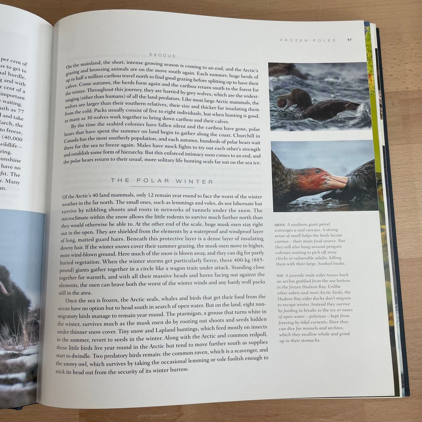 Planet Earth by Alastair Fothergill β Nature Photography Canvas Book - Loom Vintage