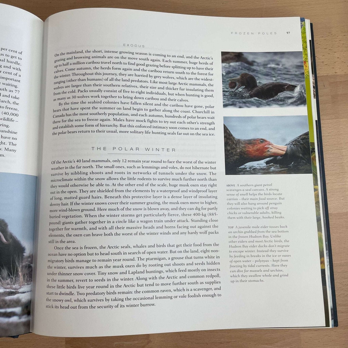 Planet Earth by Alastair Fothergill – Nature Photography Canvas Book - Loom Vintage
