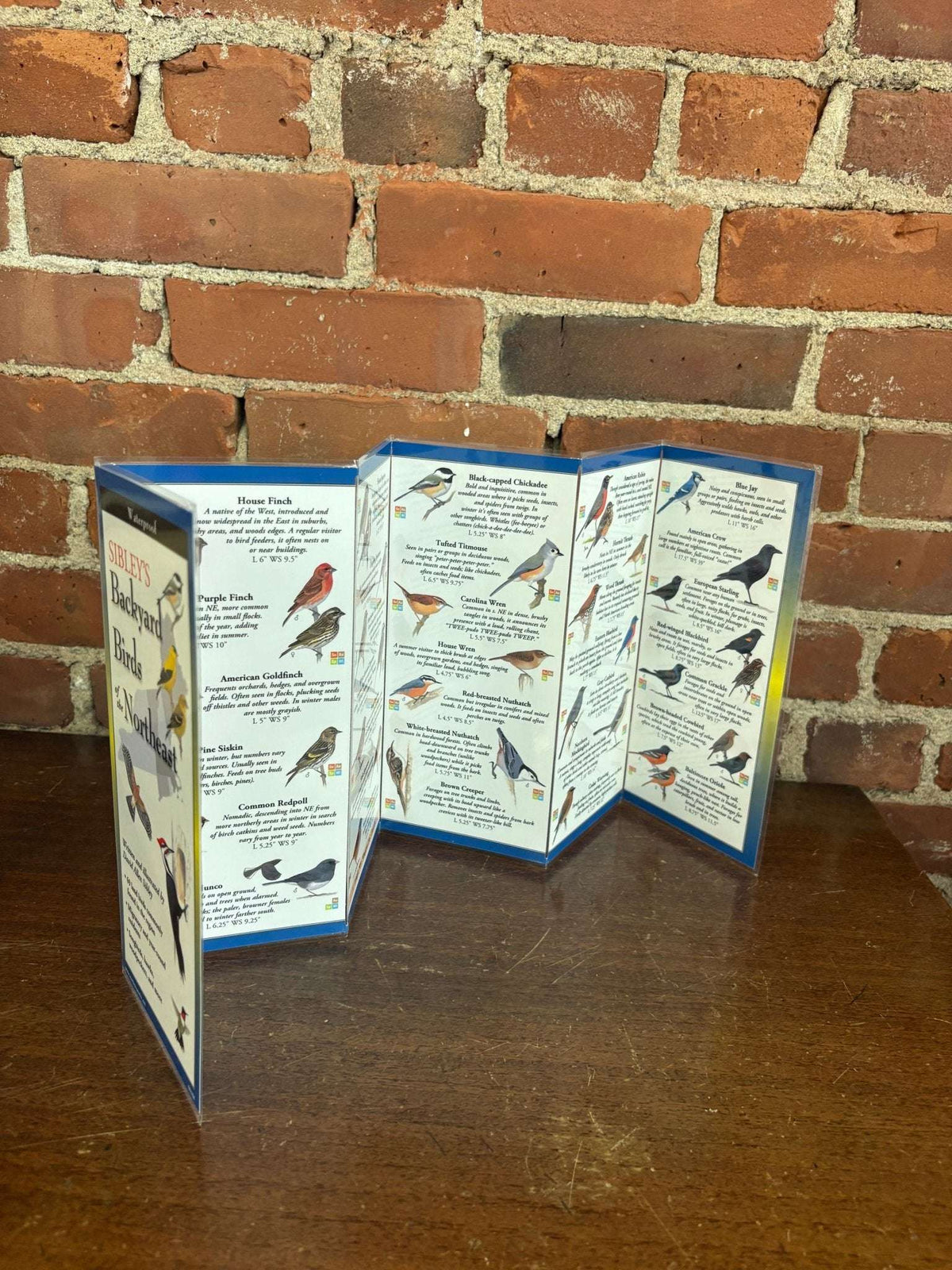 Sibley’s Backyard Birds of the Northeast – Field Guide (Compact Waterproof Edition) - Loom Vintage