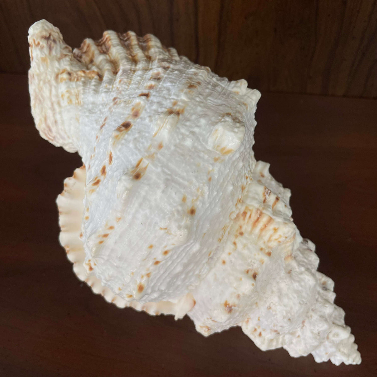 Large white spiny seashell, angled view