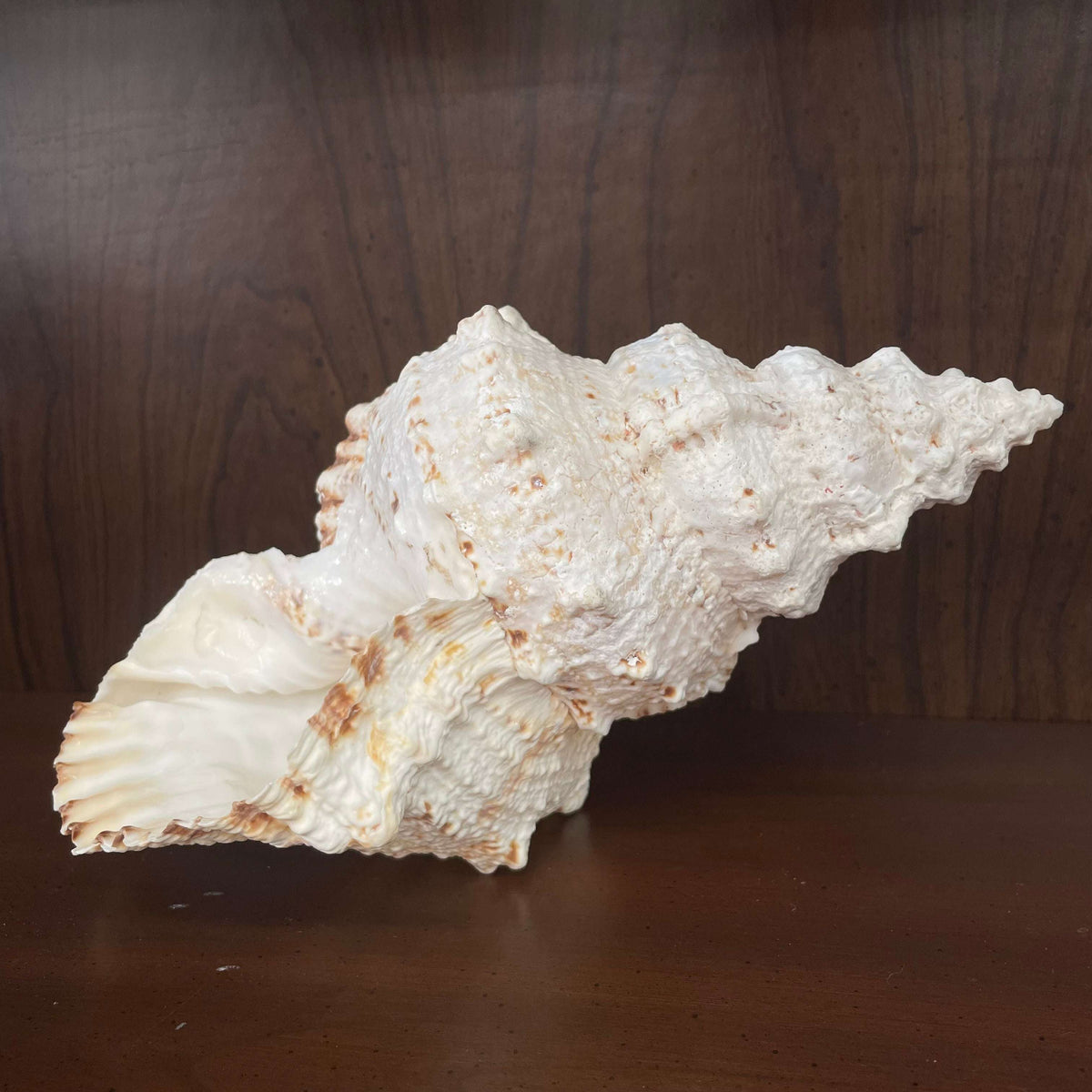 Large white spiny seashell, ridged spire detail