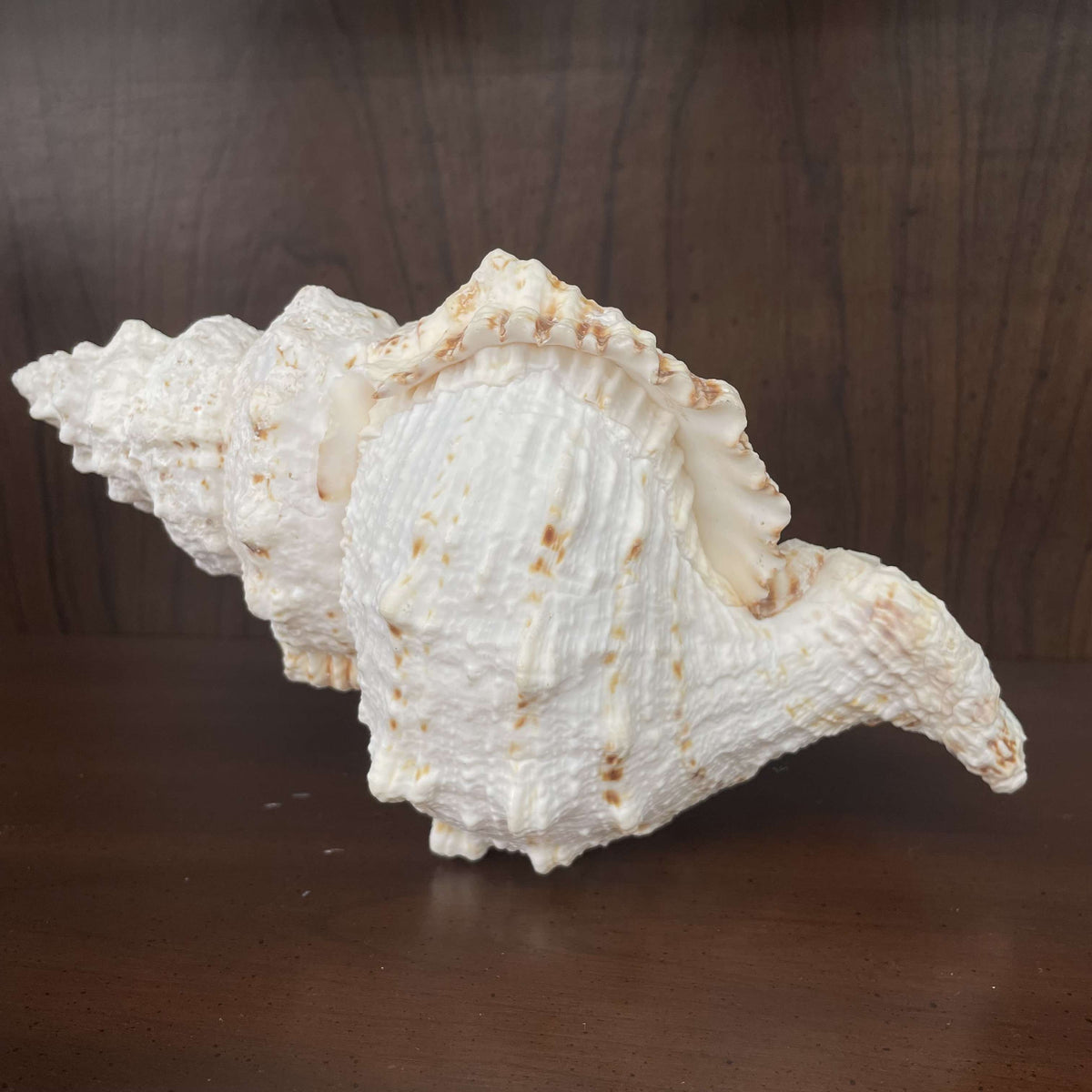 Large white spiny seashell specimen, full side view