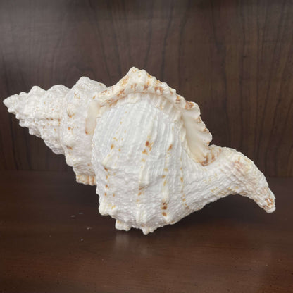 Large white spiny seashell specimen, full side view