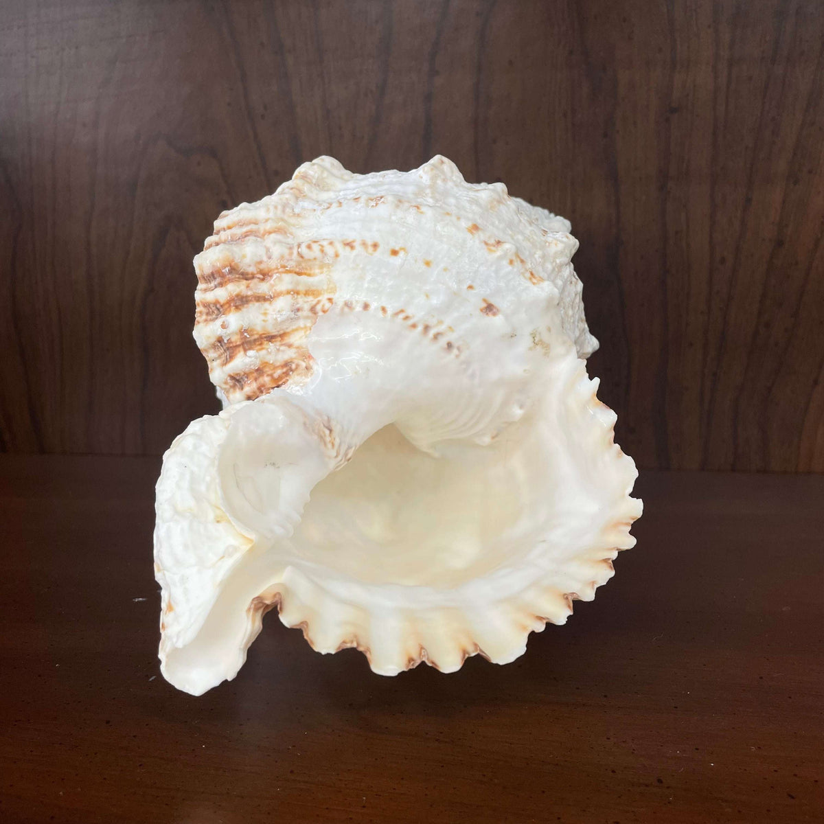Large white spiny seashell, flared aperture opening
