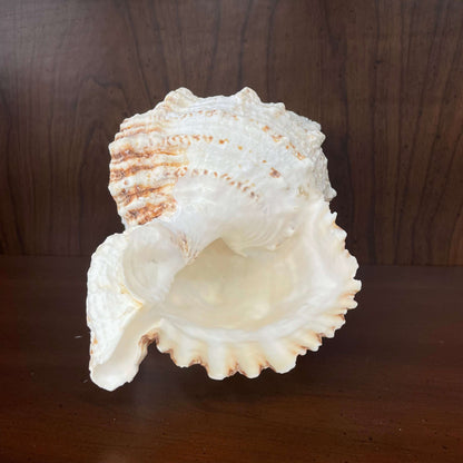 Large white spiny seashell, flared aperture opening
