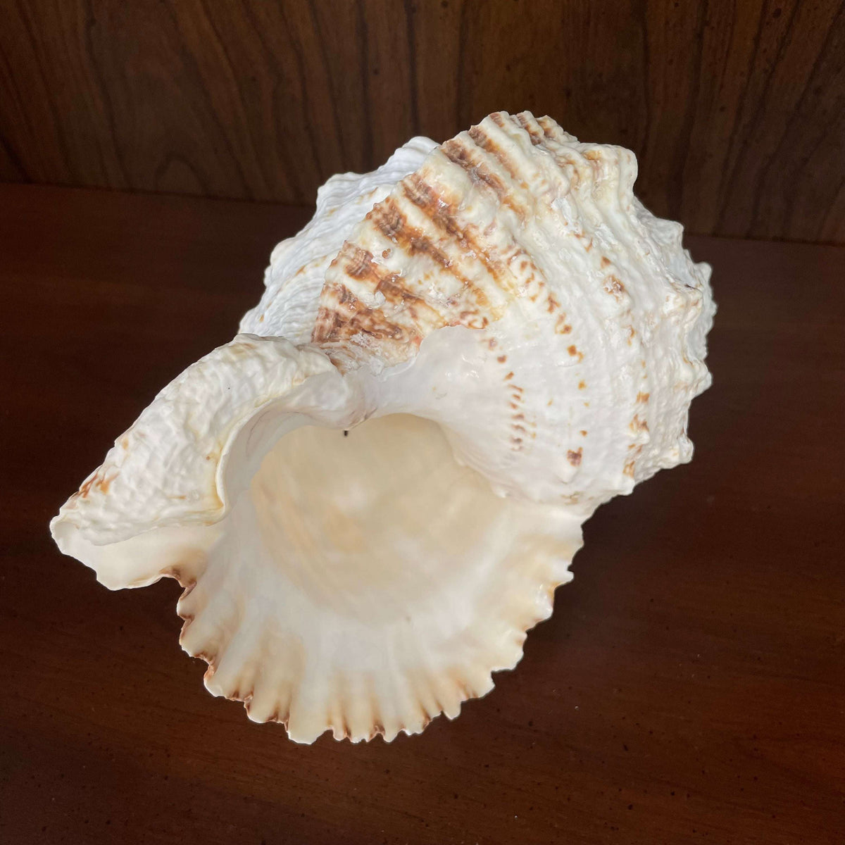 Large white spiny seashell, glossy interior aperture