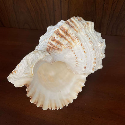 Large white spiny seashell, glossy interior aperture