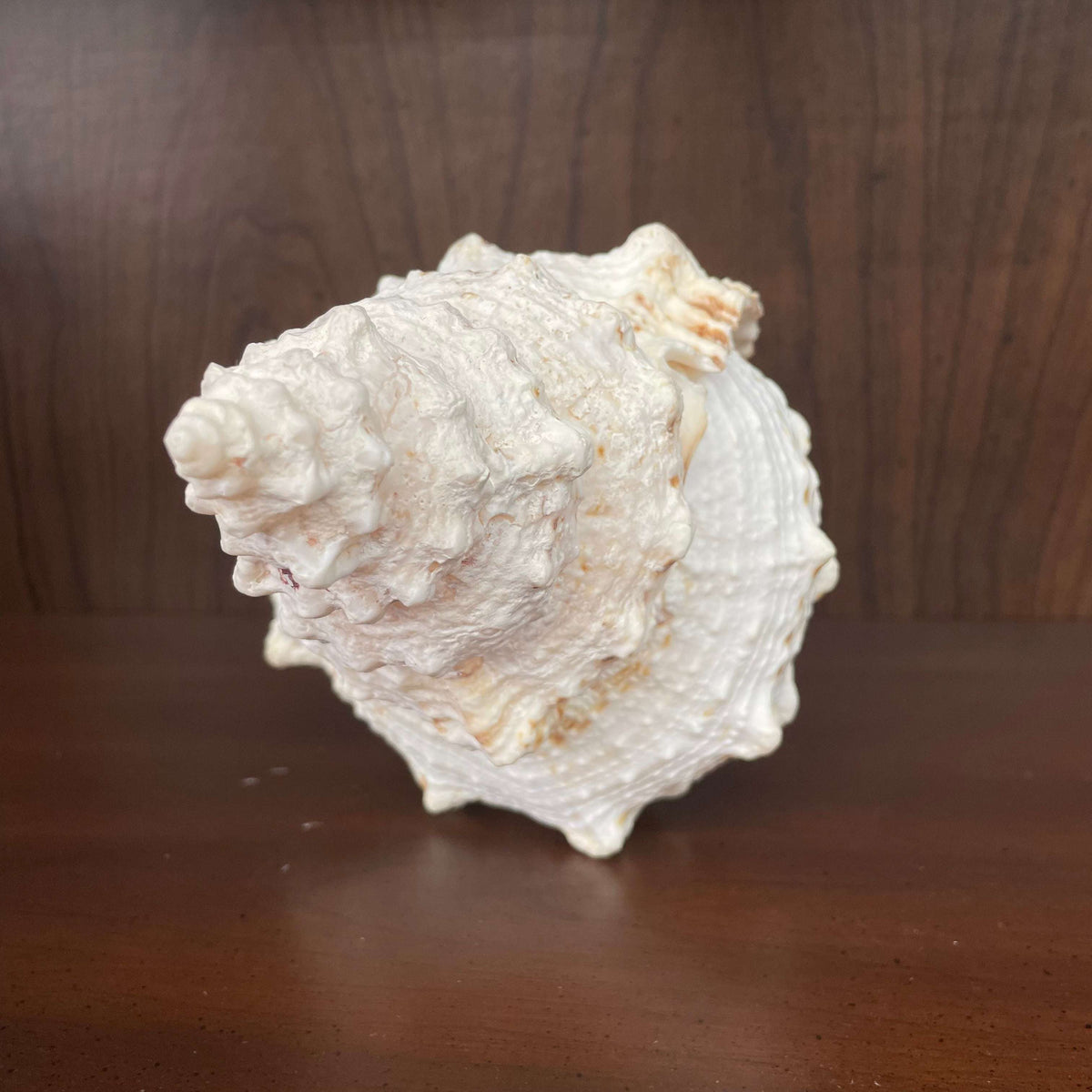 Large white spiny seashell, top view
