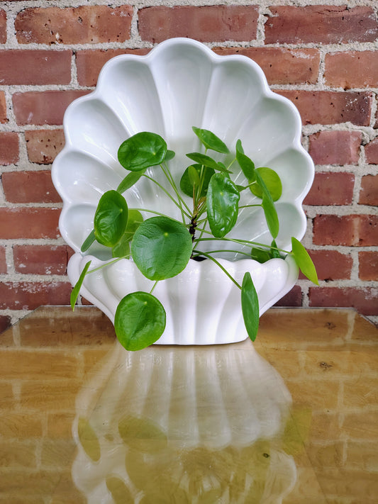 Vintage Italian Shell Wall Planter – White Ceramic Wall Pocket