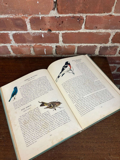 An Introduction to Birds – Vintage Clothbound Bird Book - Loom Vintage