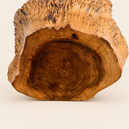 Base of carved rootwood basket showing growth rings and small mark