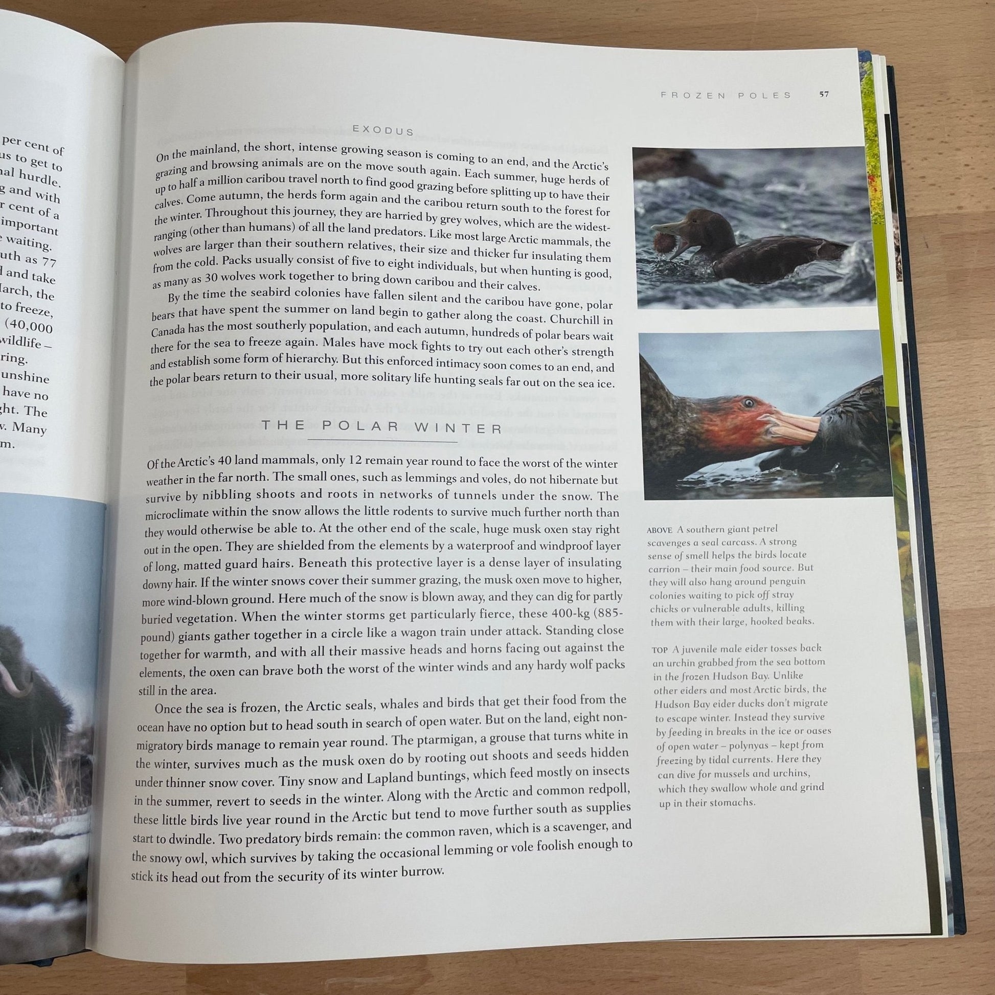 Planet Earth by Alastair Fothergill – Nature Photography Canvas Book - Loom Vintage