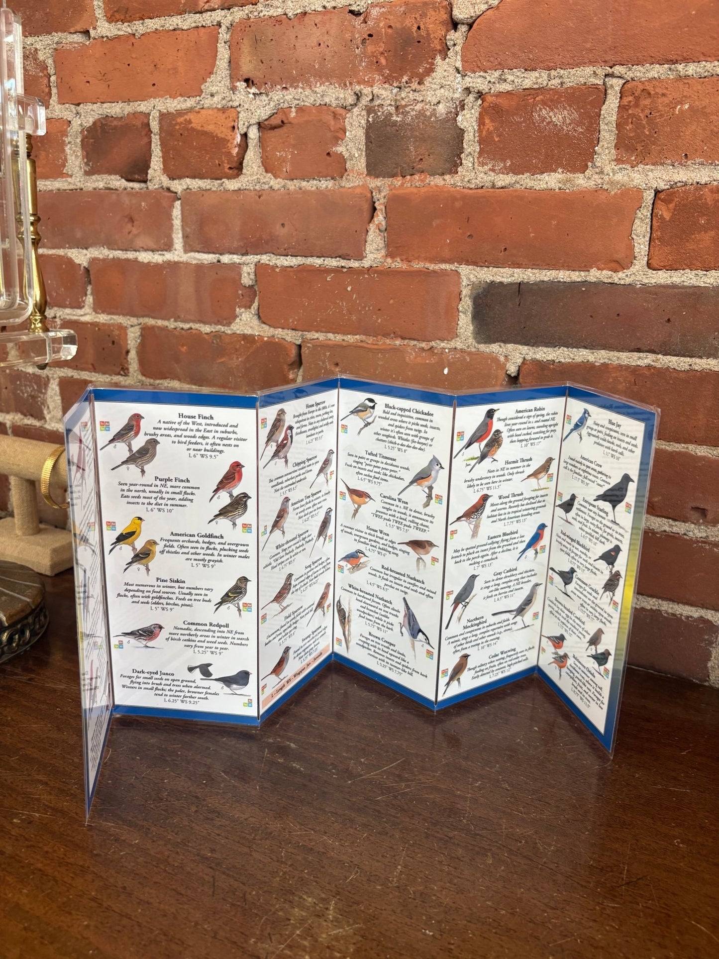 Sibley’s Backyard Birds of the Northeast – Field Guide (Compact Waterproof Edition) - Loom Vintage