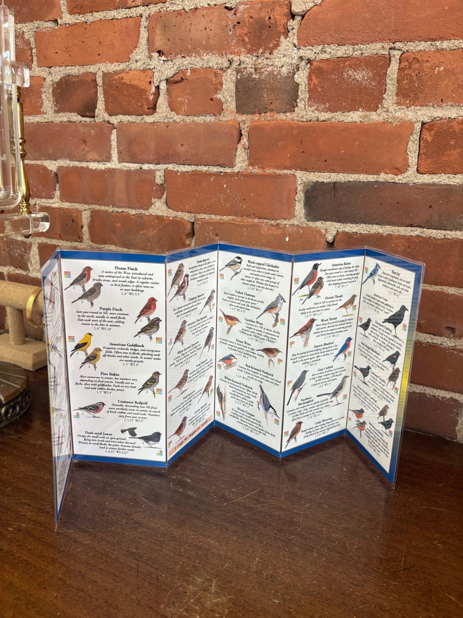 Sibley’s Backyard Birds of the Northeast – Field Guide (Compact Waterproof Edition) - Loom Vintage