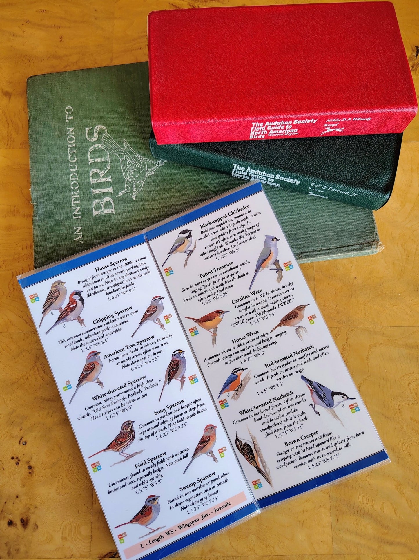 Sibley’s Backyard Birds of the Northeast – Field Guide (Compact Waterproof Edition) - Loom Vintage