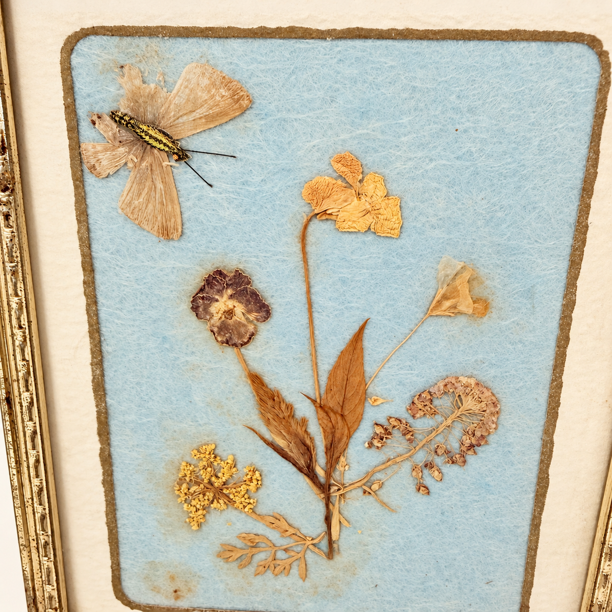 Close-up of pressed pansy, Queen Anne's lace and butterfly, photo 3 of 4