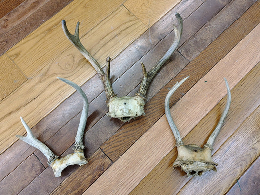 Vintage Natural Antler Mounts – Set of 3, Rustic Wall Decor - Loom Vintage
